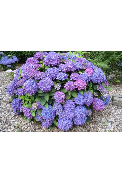 Яскраве суцвіття гортензії Hörnli у повному розквіті.  